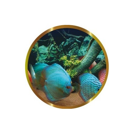 SHG TROPICLDROPS 100