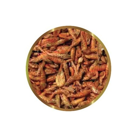 SHG KRILL LIOFILIZZATO GR.25