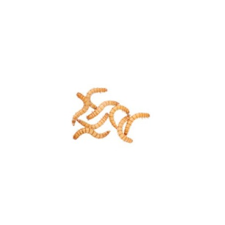 BUNNY MY LITTLE SWEETHEART MEAL WORMS GR.30