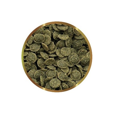 SHG CARIDNINA GREEN CHIPS GR.25