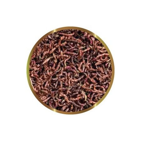 SHG CHIRONOMUS GR.8