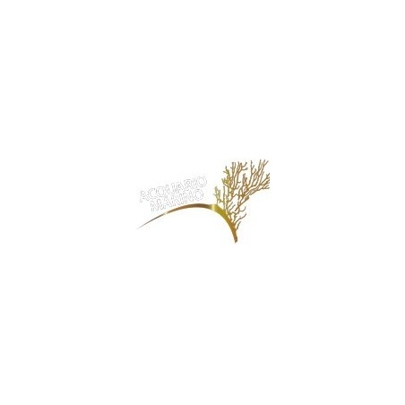 SHG AGLIO ML.100