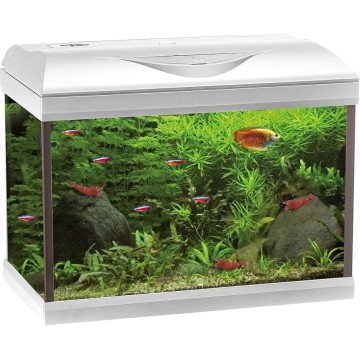 ACQ. AMTRA BASIC LED 80 WHITE