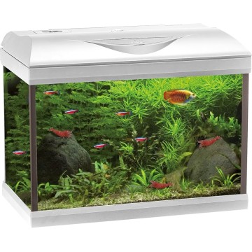 ACQ. AMTRA BASIC LED 40 WHITE