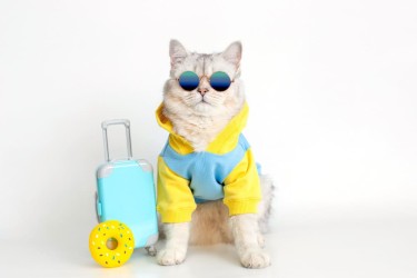 Viaggiare con gatto: cosa è utile avere?