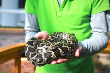 I rettili possono diventare animali domestici? Come prendersene cura?