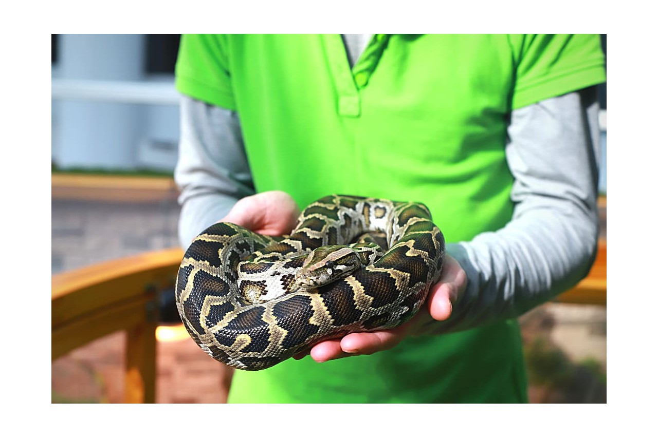 I rettili possono diventare animali domestici? Come prendersene cura?