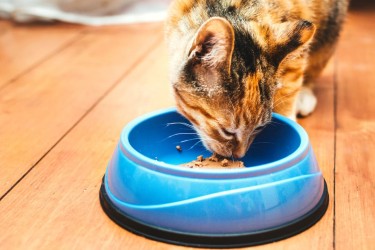 7 consigli utili per l’alimentazione e la dieta corretta che aiuti il tuo gatto a vivere una vita più lunga e sana