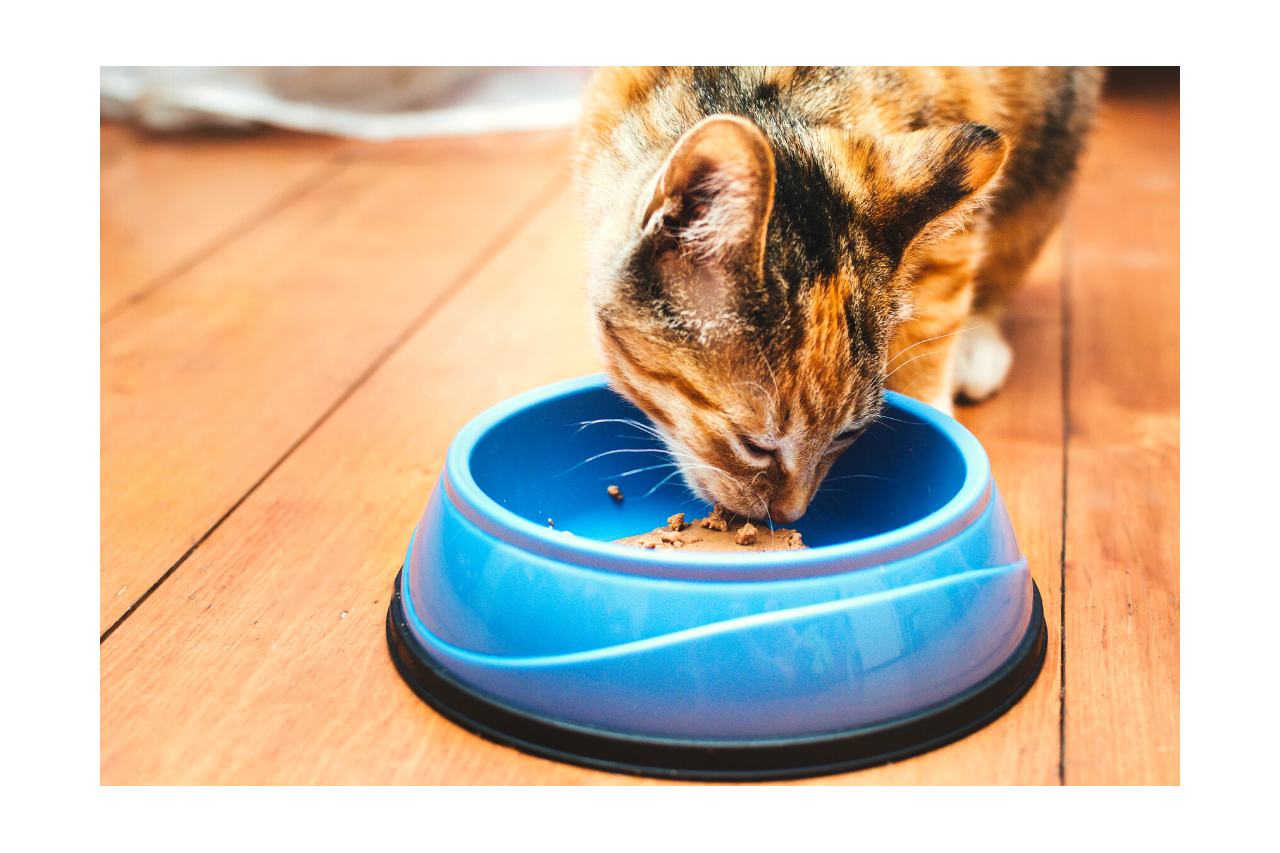7 consigli utili per l’alimentazione e la dieta corretta che aiuti il tuo gatto a vivere una vita più lunga e sana