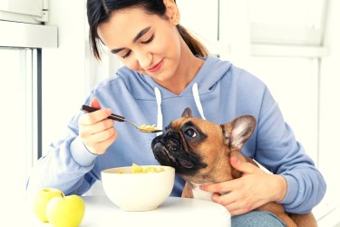 Cane obeso o in sovrappeso? Ecco la migliore dieta e gli alimenti suggeriti