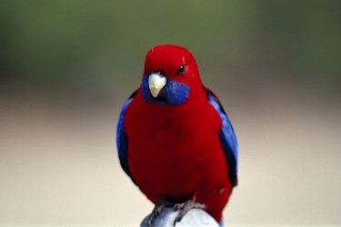 Consigli utili per la cura e il benessere degli uccelli domestici