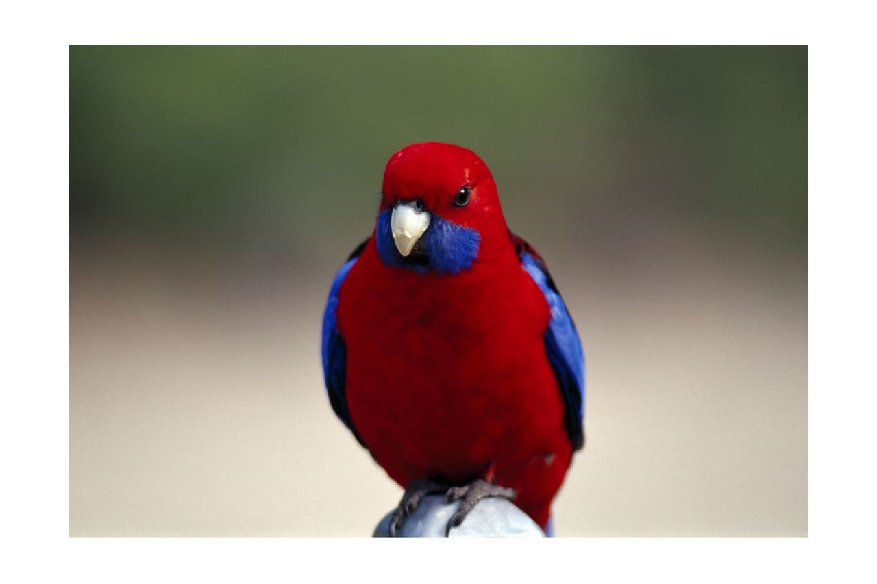 Consigli utili per la cura e il benessere degli uccelli domestici