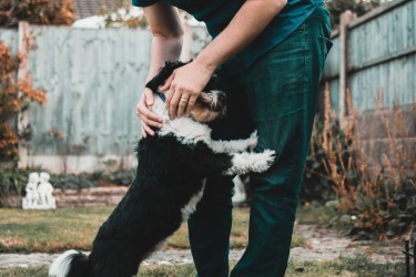 Cosa sono gli ectoparassiti di cane e gatto? Come eliminarli?