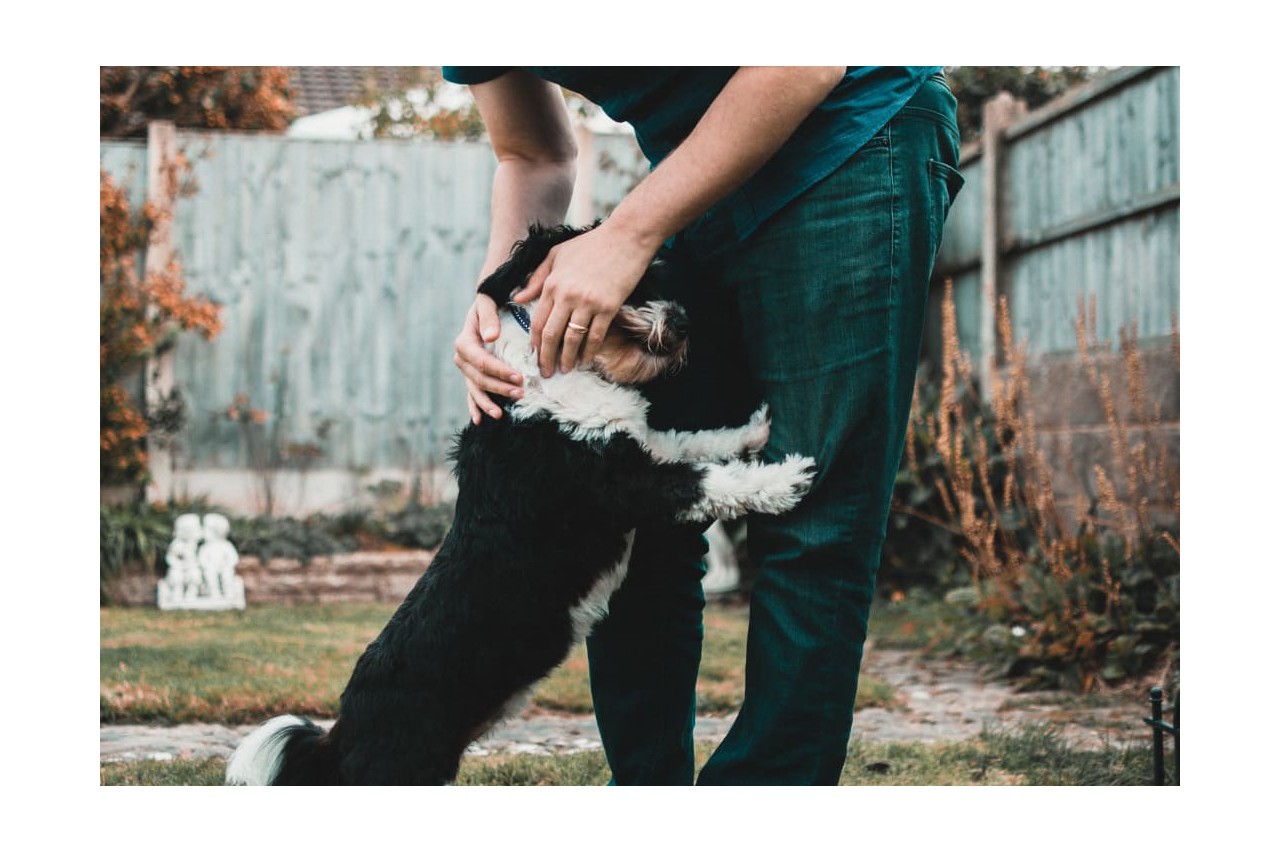 Cosa sono gli ectoparassiti di cane e gatto? Come eliminarli?