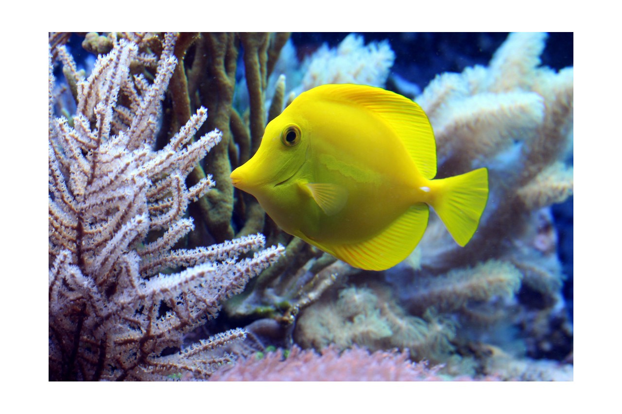 Consigli per garantire ai pesci domestici una vita lunga e in salute