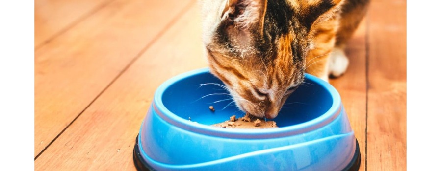 7 consigli utili per l’alimentazione e la dieta corretta che aiuti il tuo gatto a vivere una vita più lunga e sana