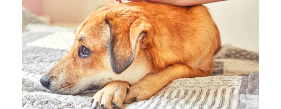 Antiparassitario per cane: ecco tutto quello che c'è da sapere per un corretto utilizzo