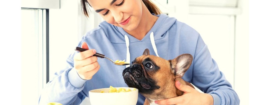 Cane obeso o in sovrappeso? Ecco la migliore dieta e gli alimenti suggeriti