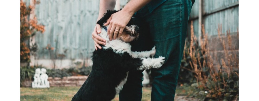 Cosa sono gli ectoparassiti di cane e gatto? Come eliminarli?
