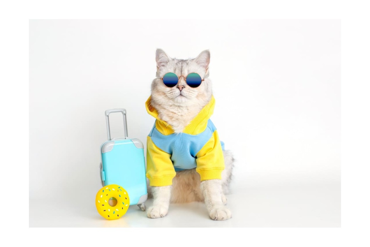Viaggiare con gatto: cosa è utile avere?