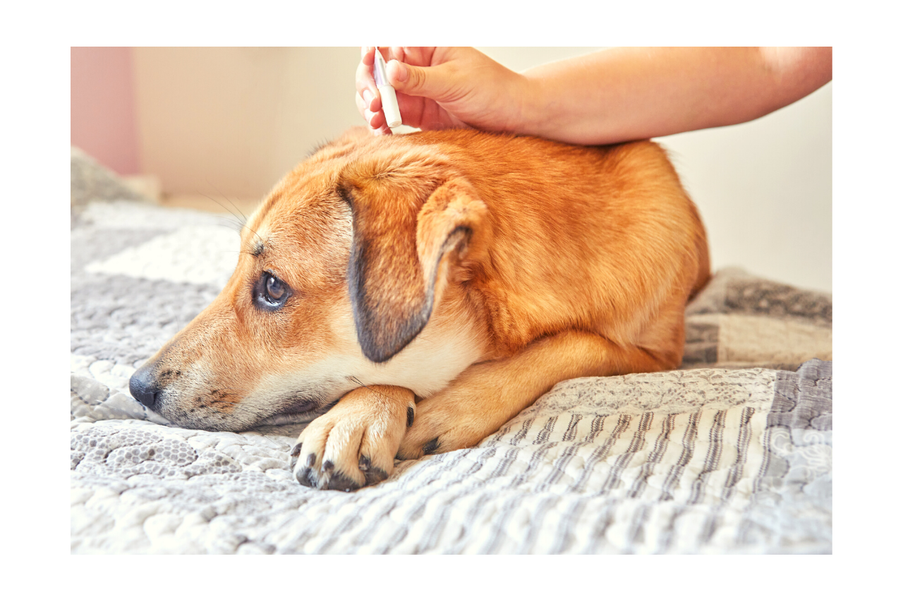 Antiparassitario per cane: ecco tutto quello che c'è da sapere per un corretto utilizzo