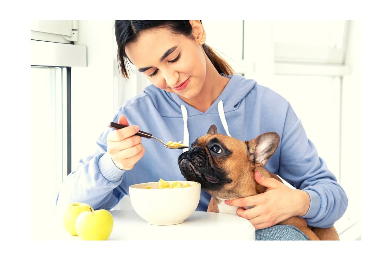 Cane obeso o in sovrappeso? Ecco la migliore dieta e gli alimenti suggeriti